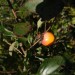 Persimmon